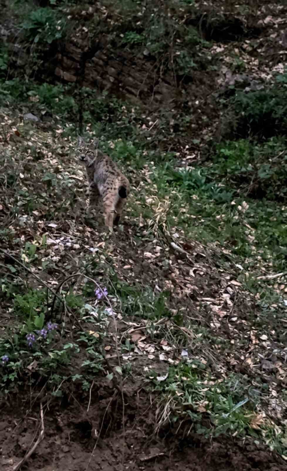 Sinop’ta vaşak görüntülendi
