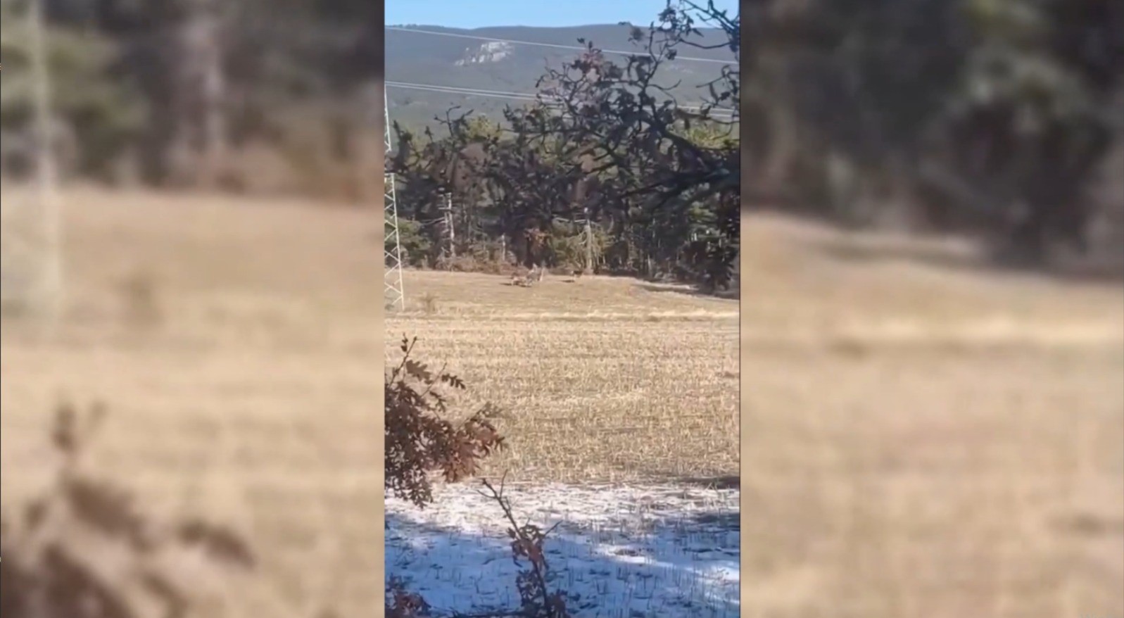 Sinop’ta yaban hayatı objektiflere yansıdı
