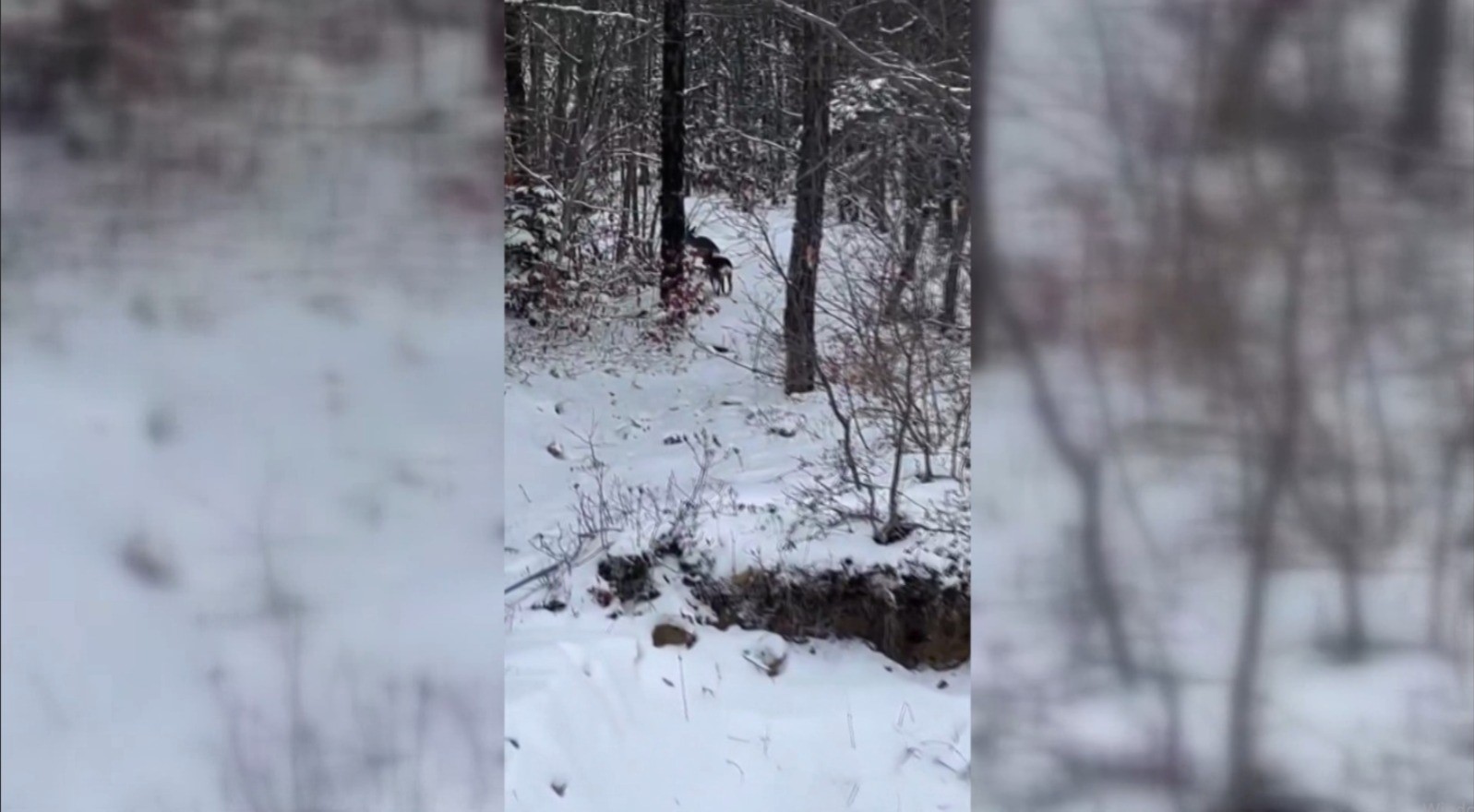 Sinop’ta yiyecek arayan karacalar kameralara yansıdı
