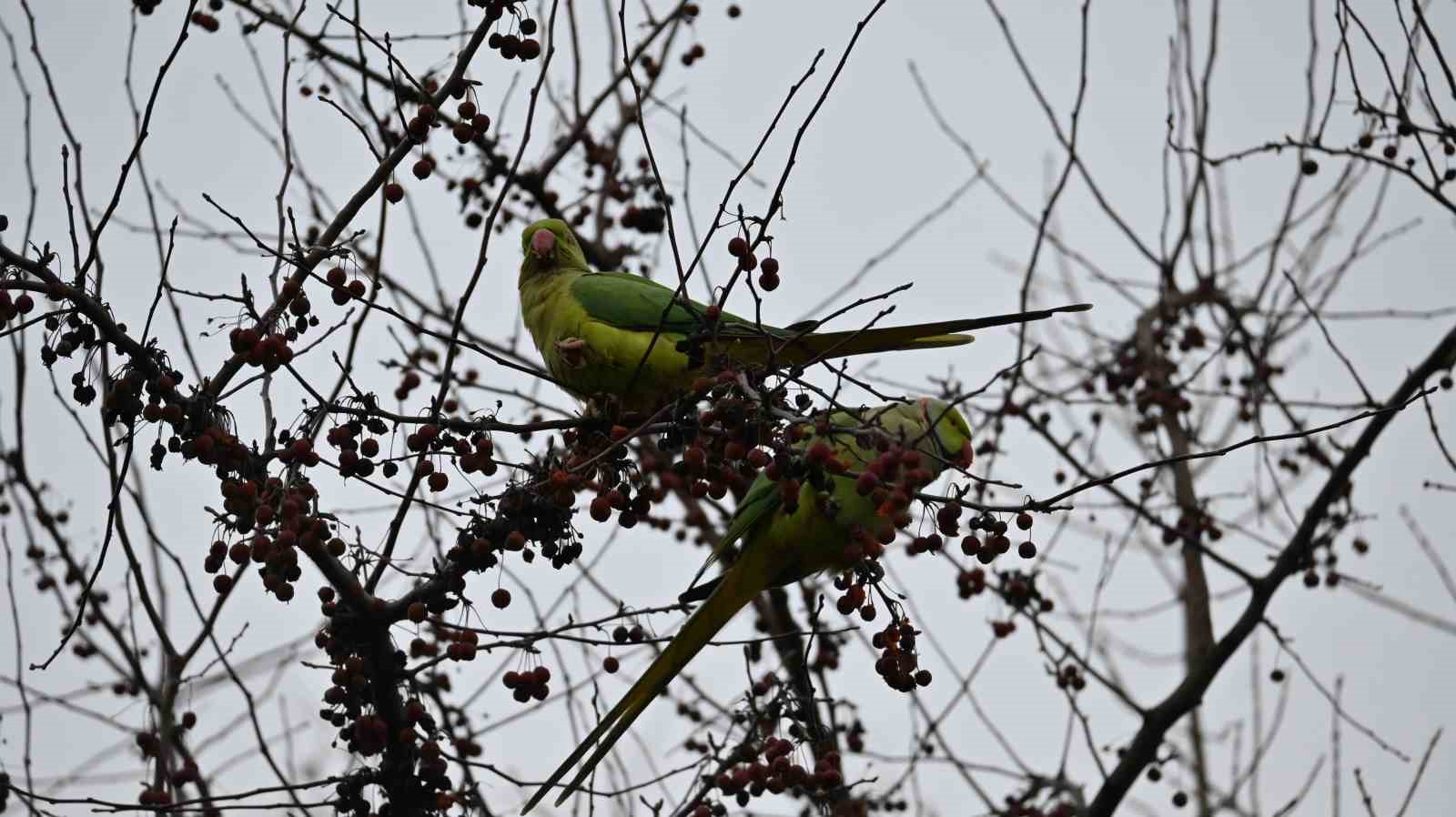 Şirintepe Mahallesi’nde renkli görüntüler: Papağanlar parkı mesken tuttu
