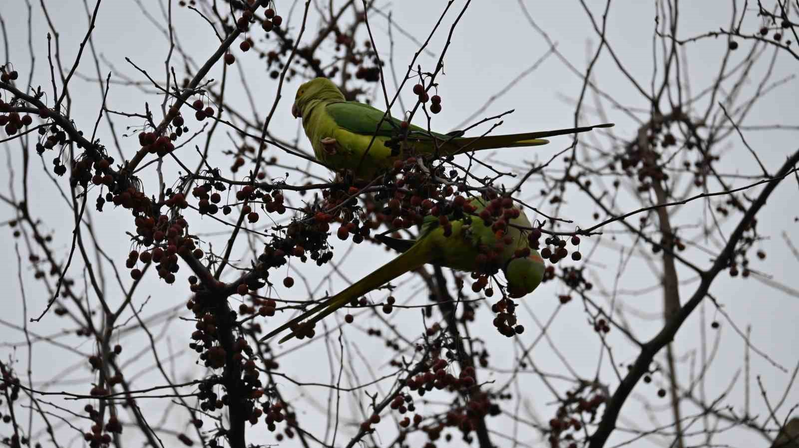 Şirintepe Mahallesi’nde renkli görüntüler: Papağanlar parkı mesken tuttu
