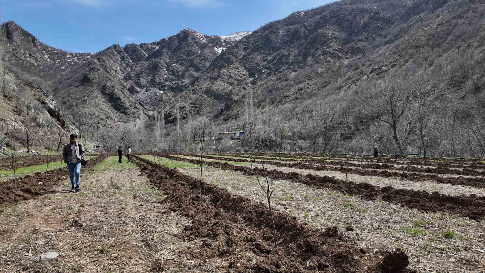 Şırnaklı çiftçi devlet desteğiyle bütün arazisine meyve fidanı dikti
