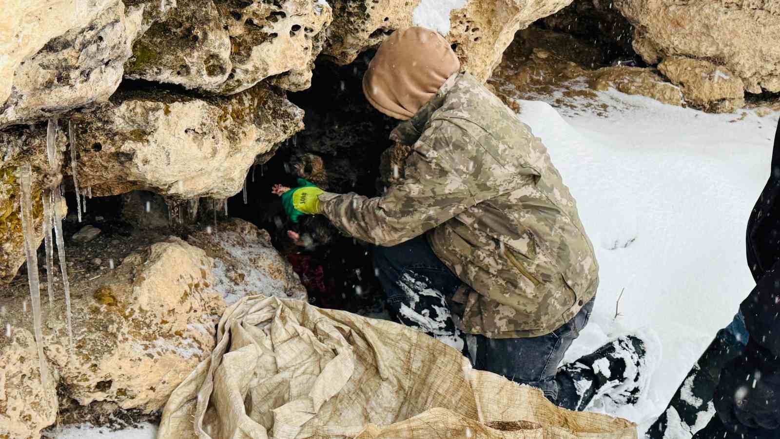 Şırnak’ta 12 köpek yavrusu donmak üzereyken kurtarıldı

