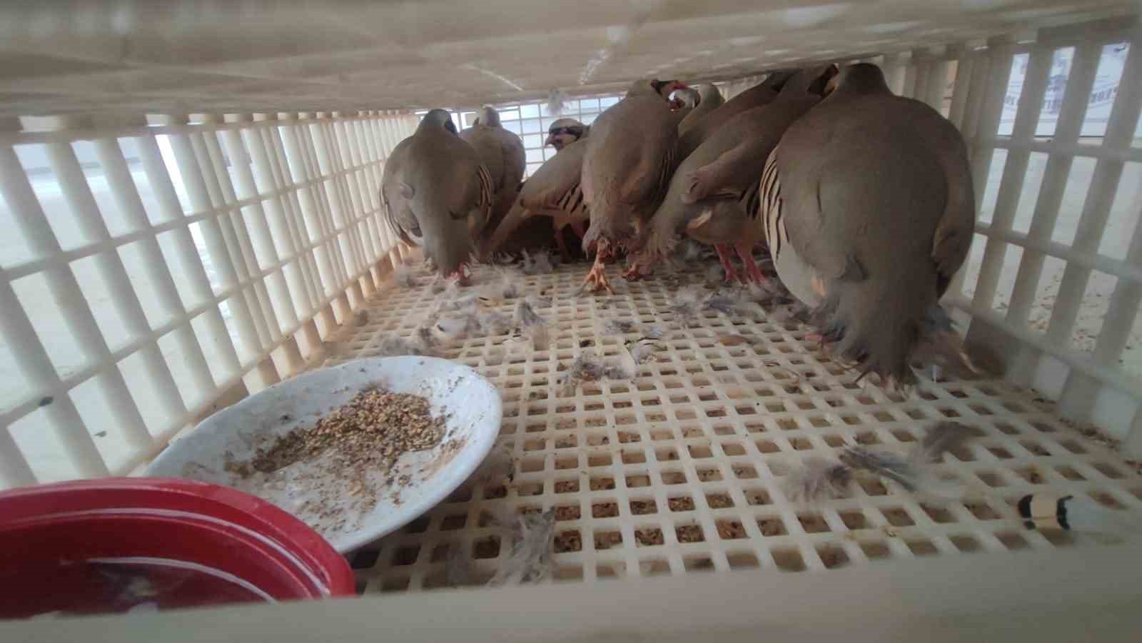 Şırnak’ta 40 adet kanatlı hayvan ele geçirildi
