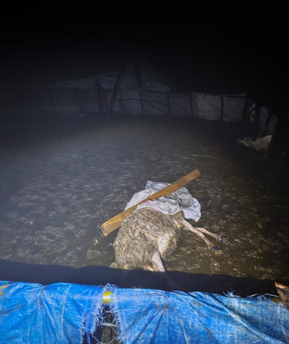 Şırnak’ta fırtına ağılı yıktı: 6 koyun telef oldu
