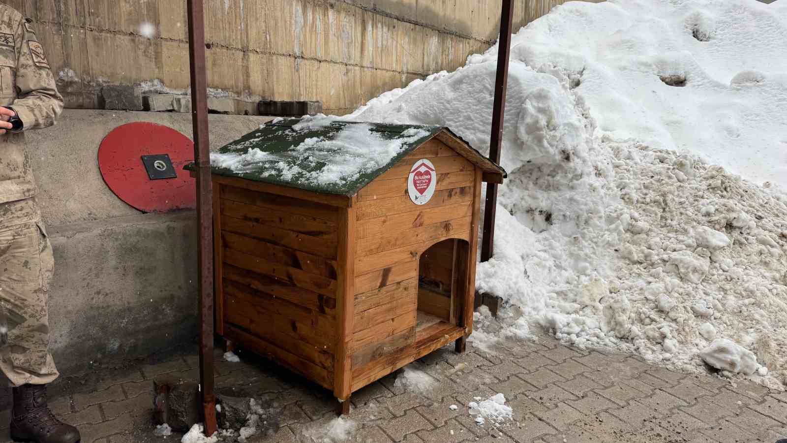Şırnak’ta gönüllülerde sokak hayvanları için barınak ve mama desteği
