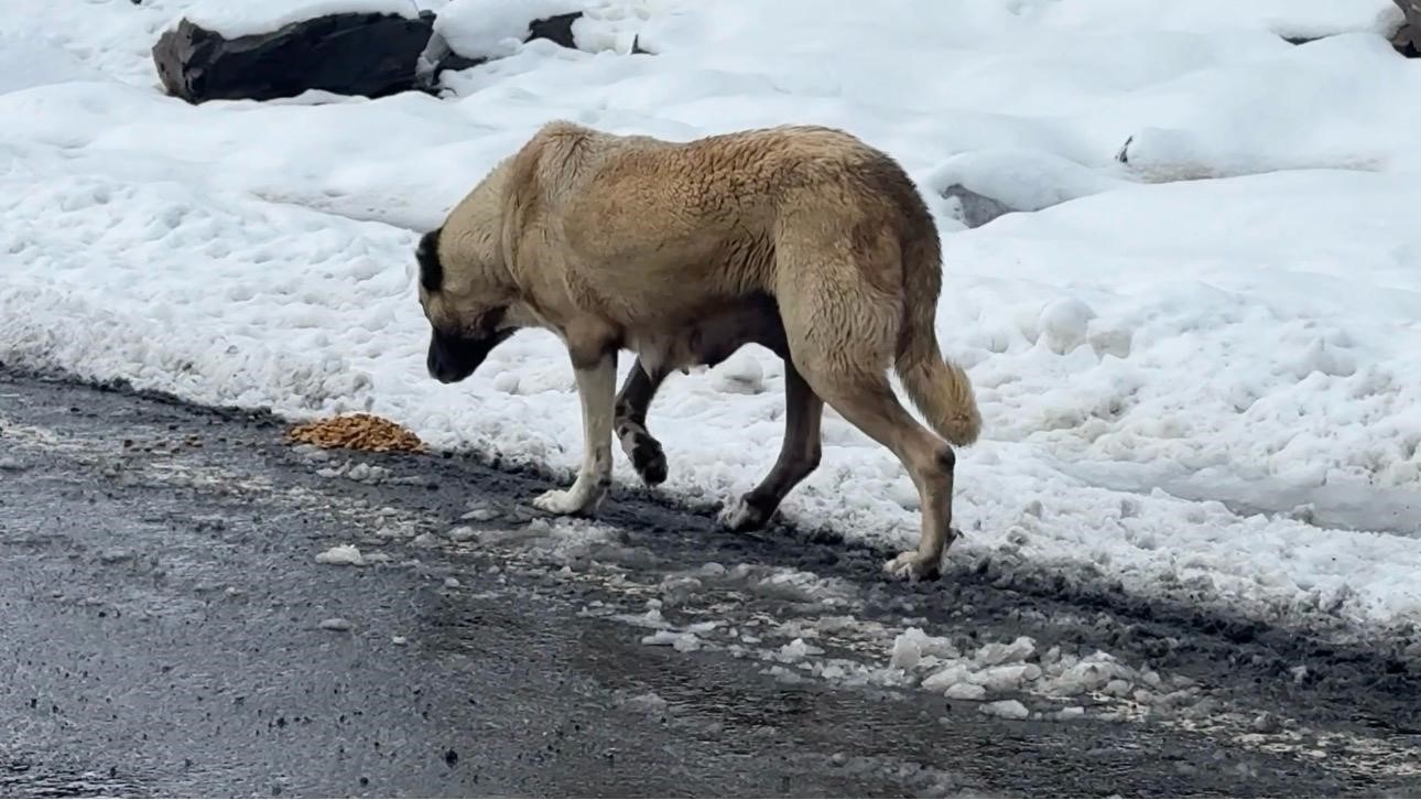 Şırnak’ta gönüllülerde sokak hayvanları için barınak ve mama desteği
