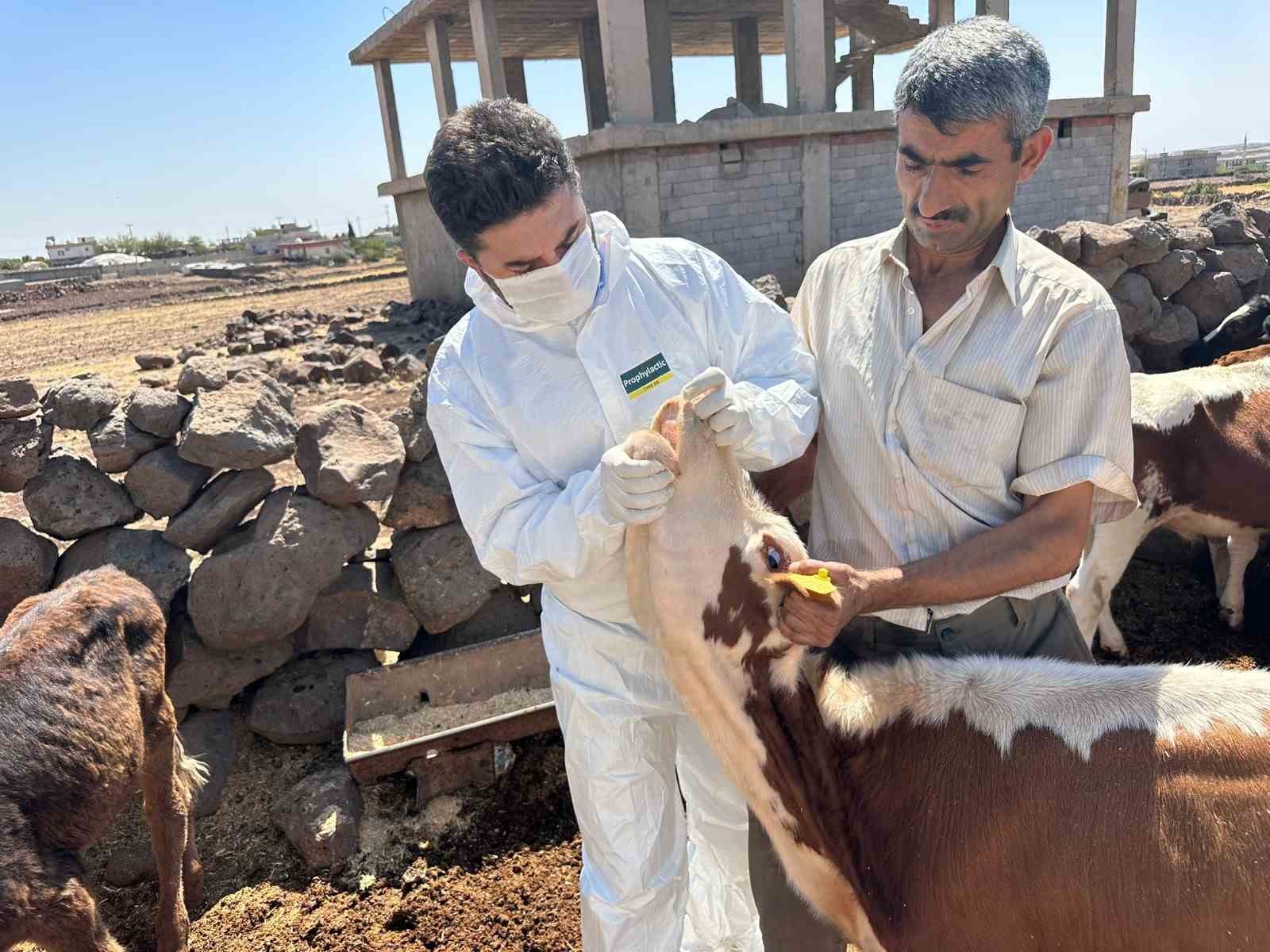 Şırnak’ta hayvancılığa 2025’te güçlü dokunuş
