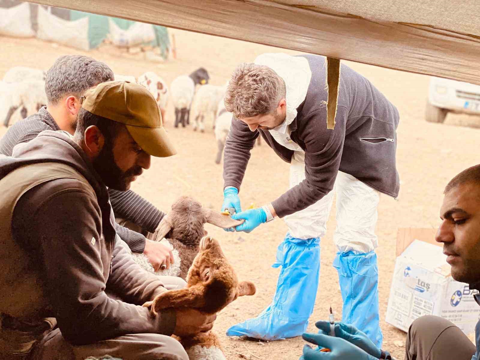 Şırnak’ta hayvancılığa 2025’te güçlü dokunuş
