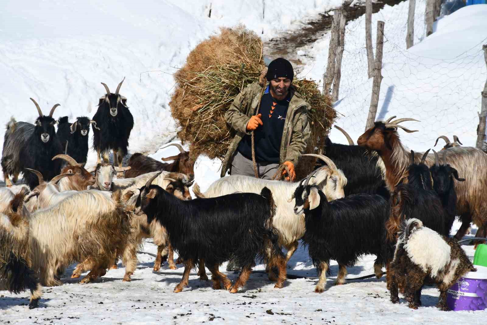 Şırnak’ta keçi besiciliği gittikçe yok oluyor
