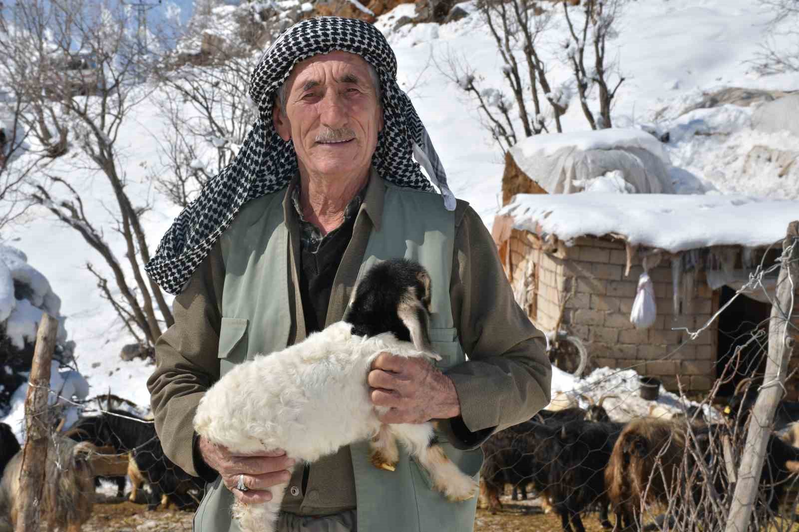 Şırnak’ta keçi besiciliği gittikçe yok oluyor
