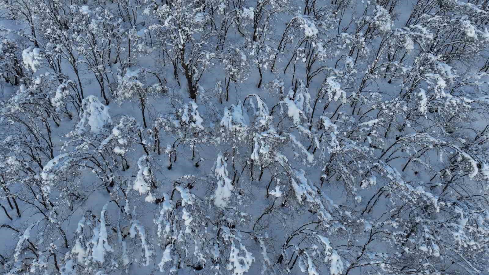 Şırnak’ta ormanlık alan beyaza büründü
