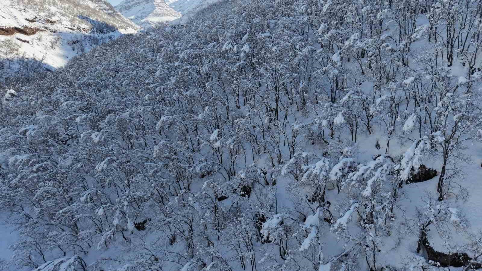 Şırnak’ta ormanlık alan beyaza büründü
