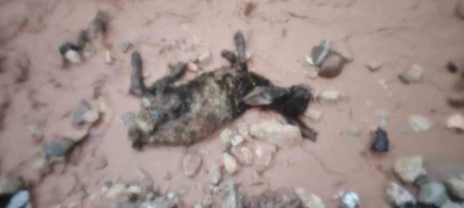 Şırnak’ta sel göçerleri vurdu: Hayvanlar telef oldu, çadırlar sular altında kaldı
