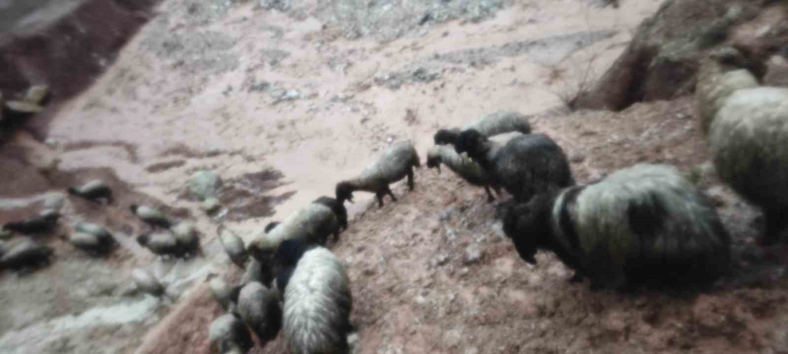 Şırnak’ta sel göçerleri vurdu: Hayvanlar telef oldu, çadırlar sular altında kaldı
