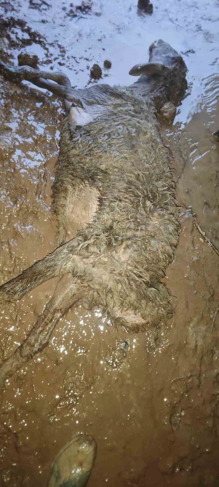 Şırnak’ta sel göçerleri vurdu: Hayvanlar telef oldu, çadırlar sular altında kaldı
