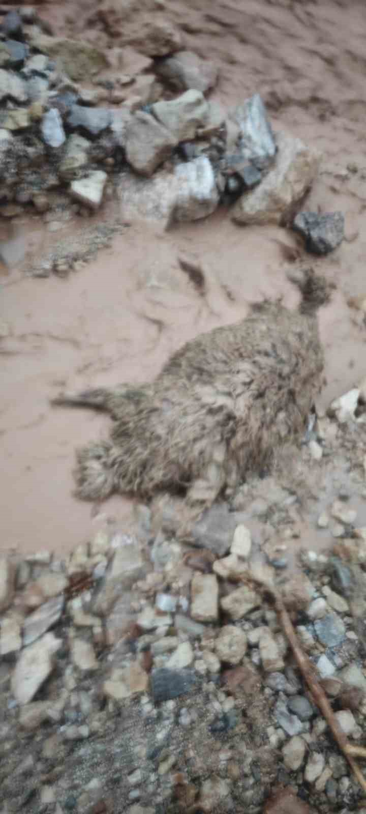 Şırnak’ta sel göçerleri vurdu: Hayvanlar telef oldu, çadırlar sular altında kaldı
