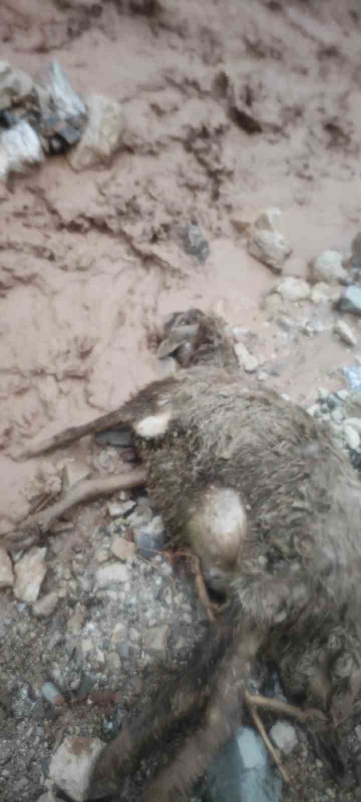 Şırnak’ta sel göçerleri vurdu: Hayvanlar telef oldu, çadırlar sular altında kaldı
