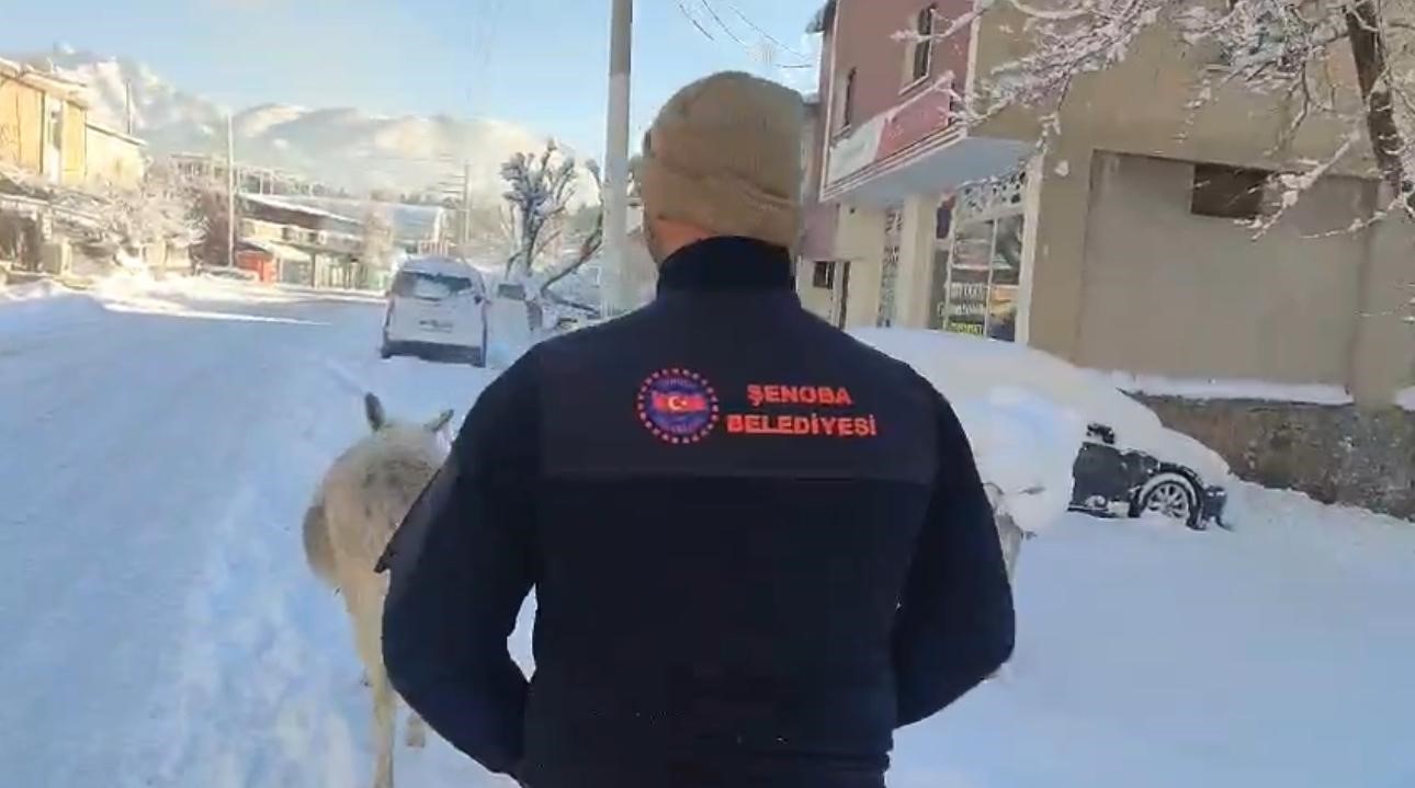 Şırnak’ta sokak hayvanları barınaklara toplandı
