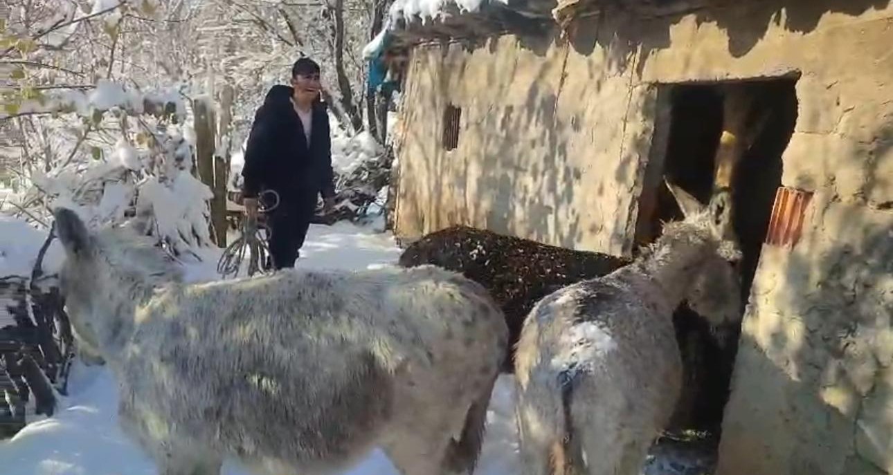 Şırnak’ta sokak hayvanları barınaklara toplandı
