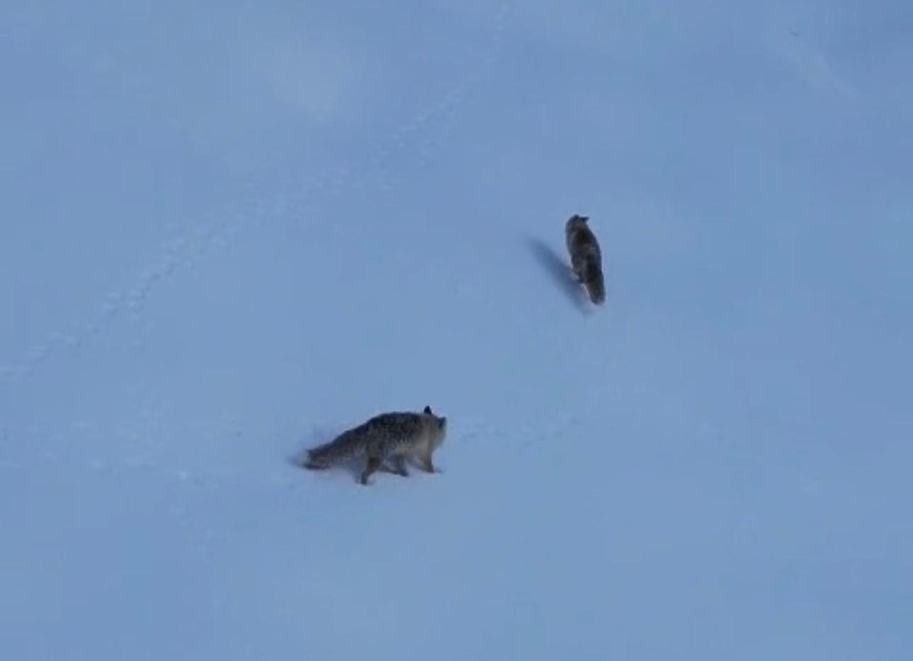 Şırnak’ta tilkiler kar üstünde yiyecek ararken görüntülendi
