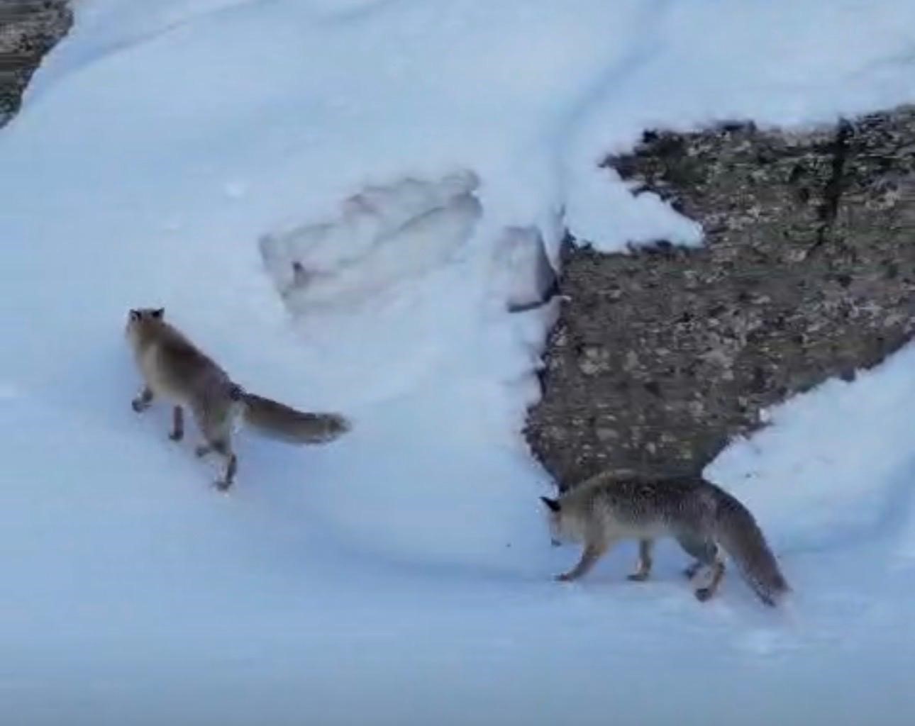 Şırnak’ta tilkiler kar üstünde yiyecek ararken görüntülendi
