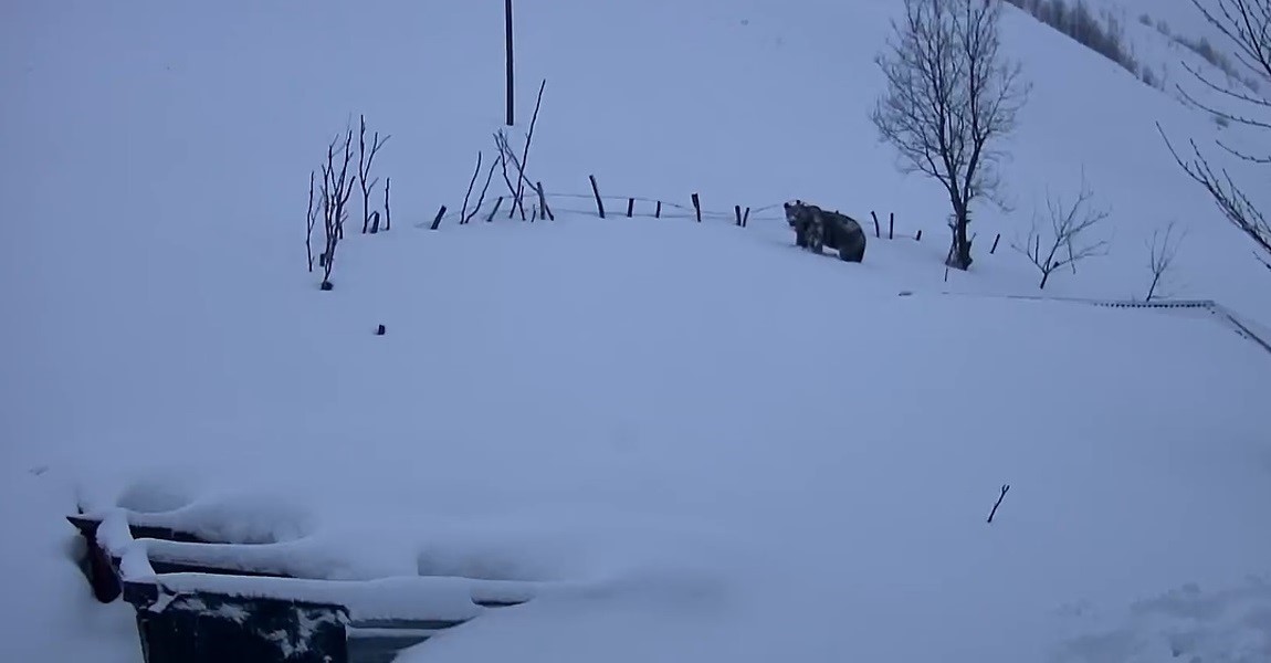 Sis Dağı’nın davetsiz misafiri: Koca ayı evleri mesken tuttu
