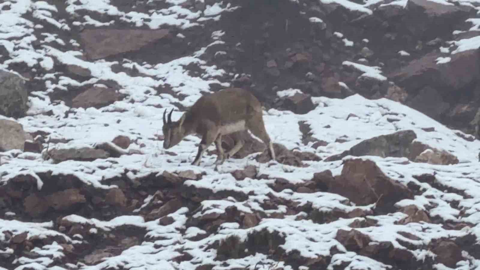 Sisli havada dağ keçileri eşsiz görüntüler oluşturdu
