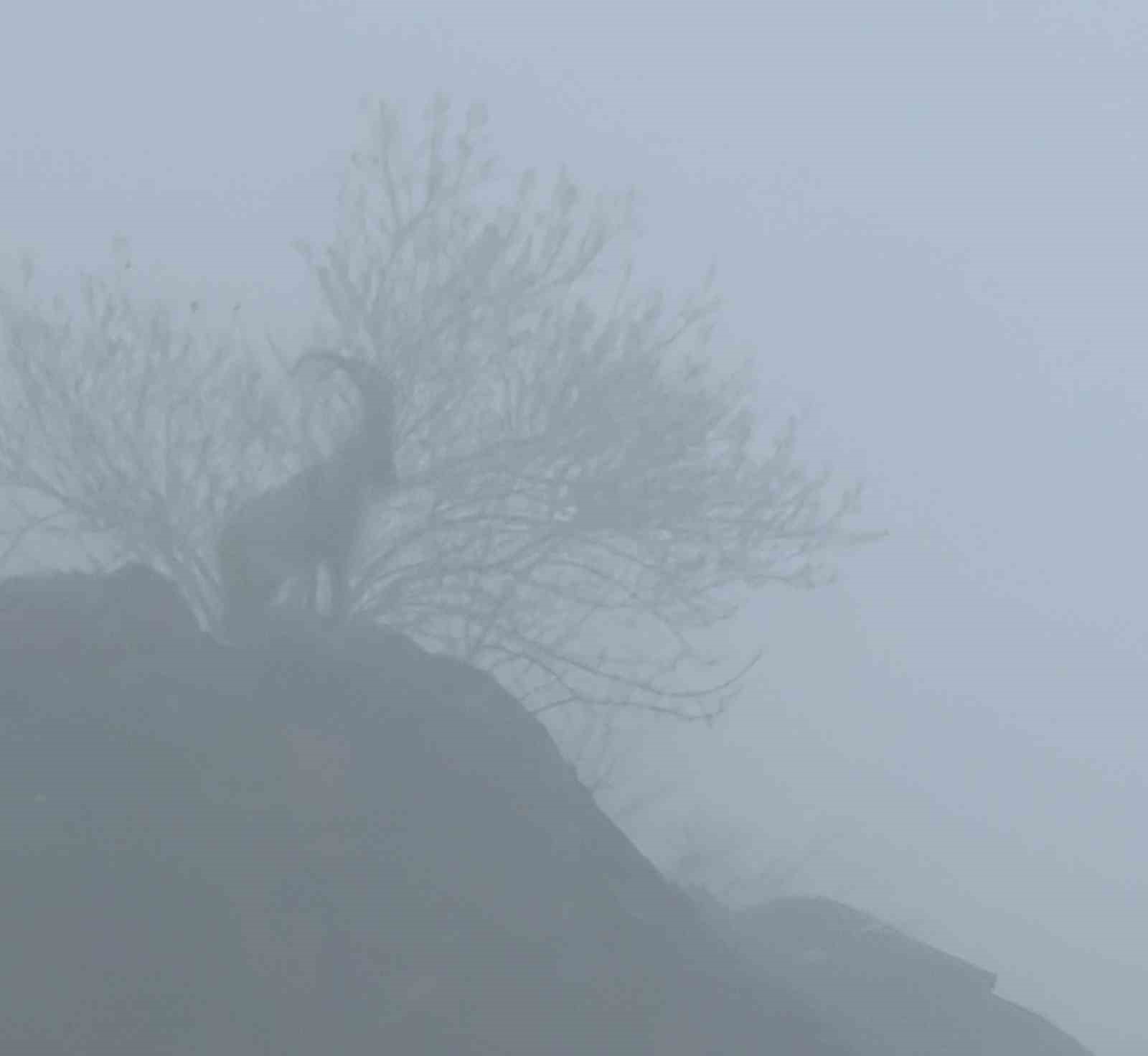 Sisli havada dağ keçileri eşsiz görüntüler oluşturdu
