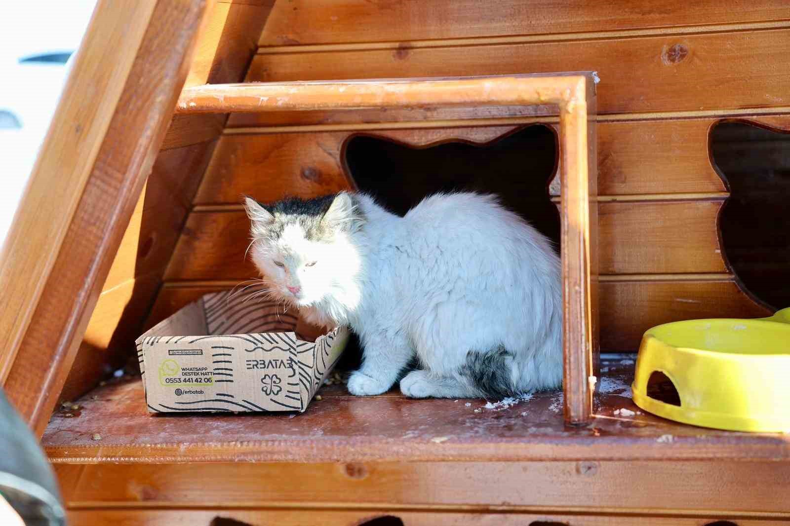 Sivas Belediyesi sokak hayvanlarını unutmadı

