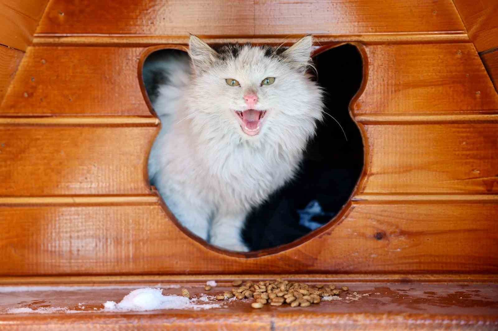 Sivas Belediyesi sokak hayvanlarını unutmadı
