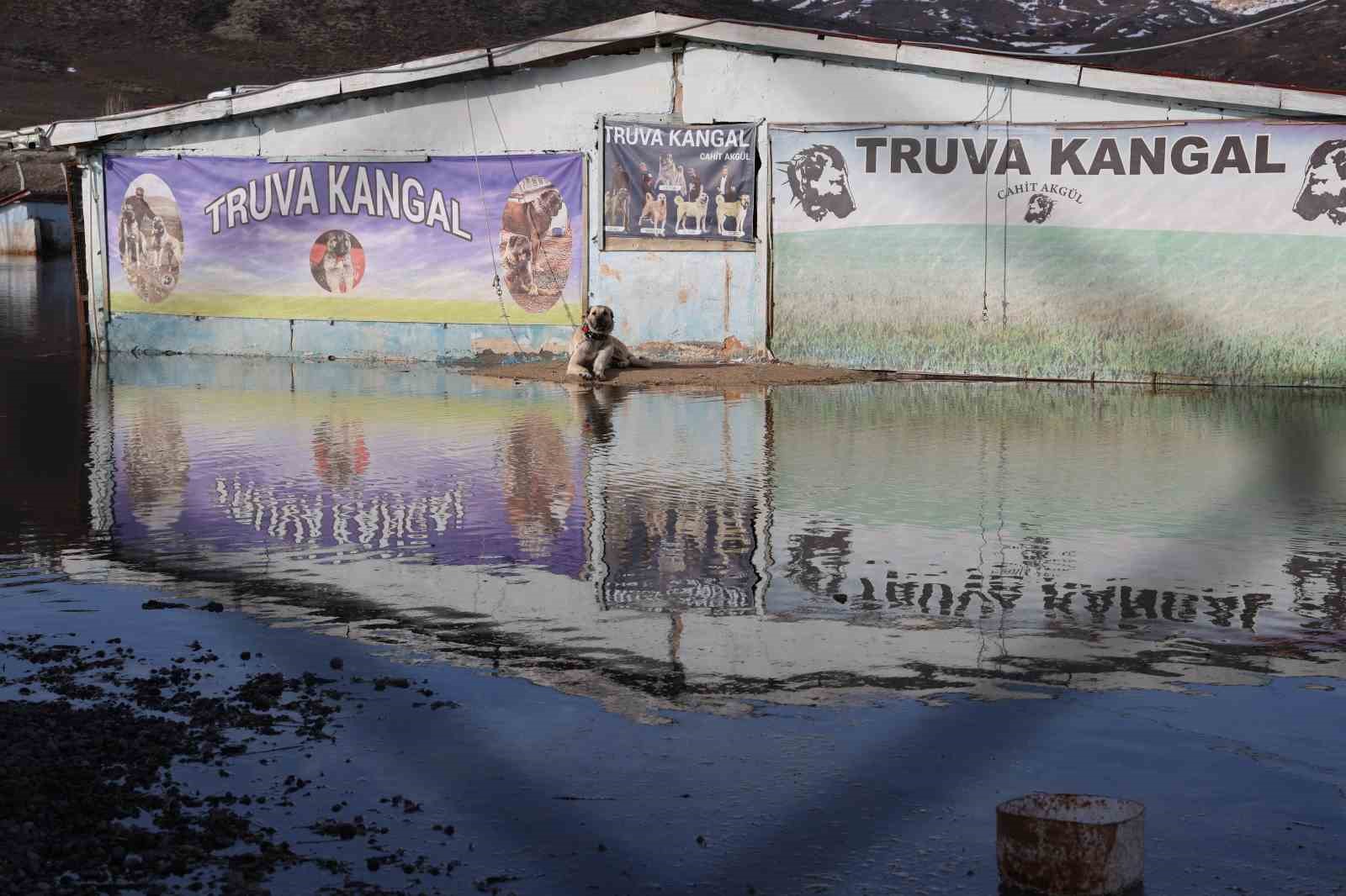 Sivas’ın dünyaca ünlü marka değeri Anadolu Aslanları su altında kaldı
