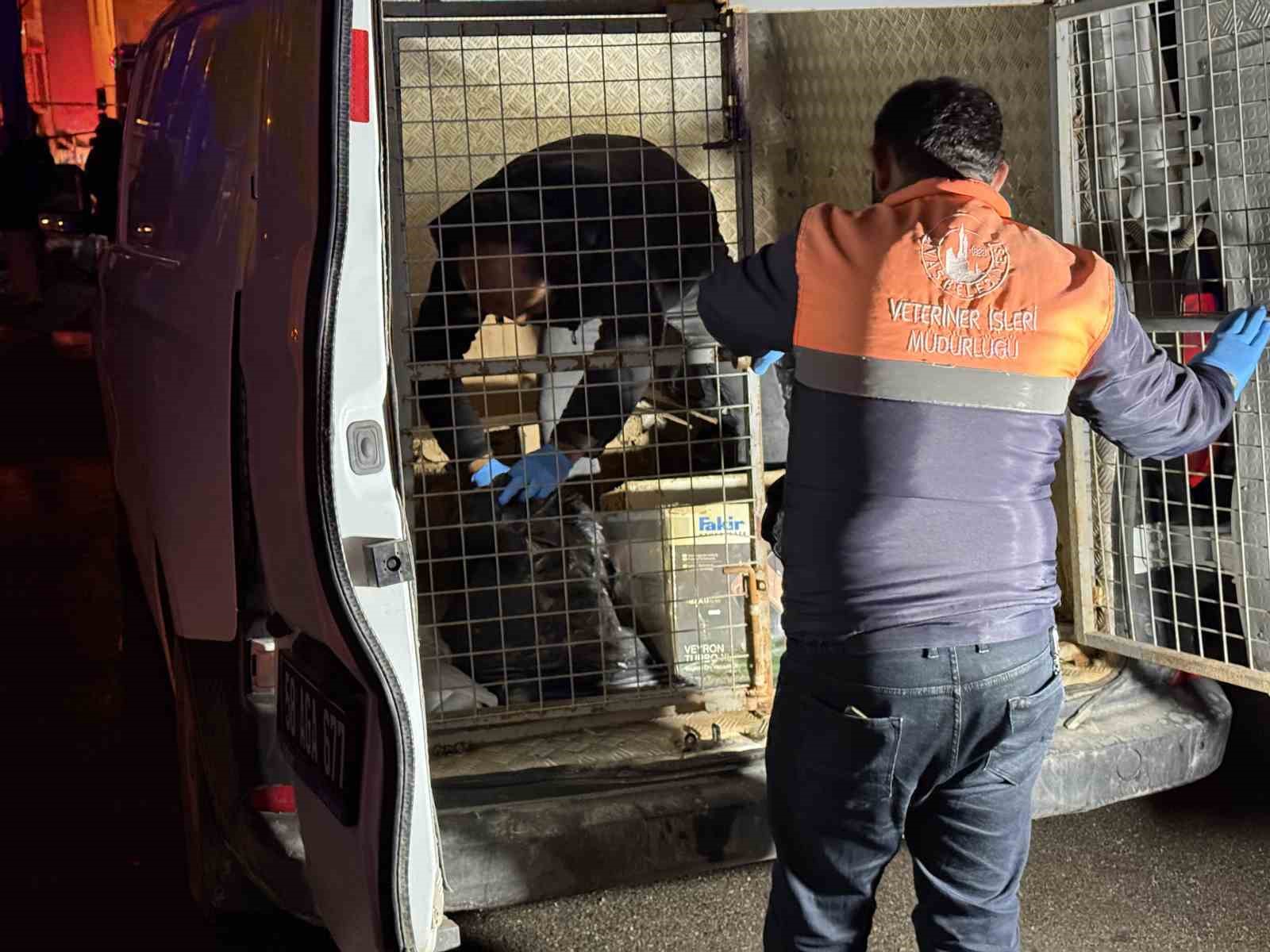 Sivas’ta 2 katlı evde çıkan yangında 26 kedi telef oldu
