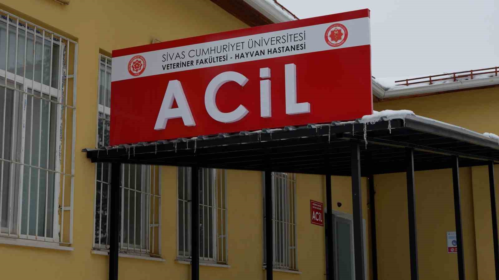 Sivas’ta açılan Acil Klinik’te yaralı hayvanlara mesai saatleri dışında da müdahale ediliyor
