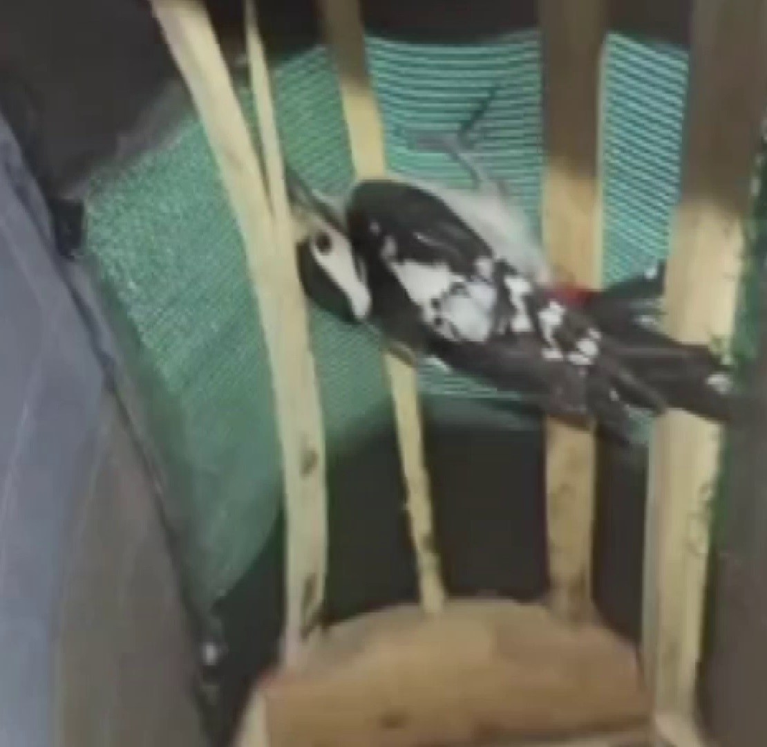 Sivas’ta bitkin halde bulunan ağaçkakan, tedavi edilip doğaya salındı
