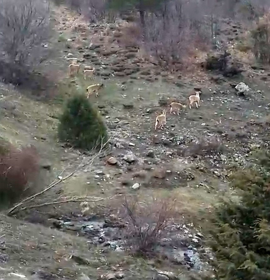 Sivas’ta dağ keçileri muhtarın cep telefonu kamerasına yakalandı
