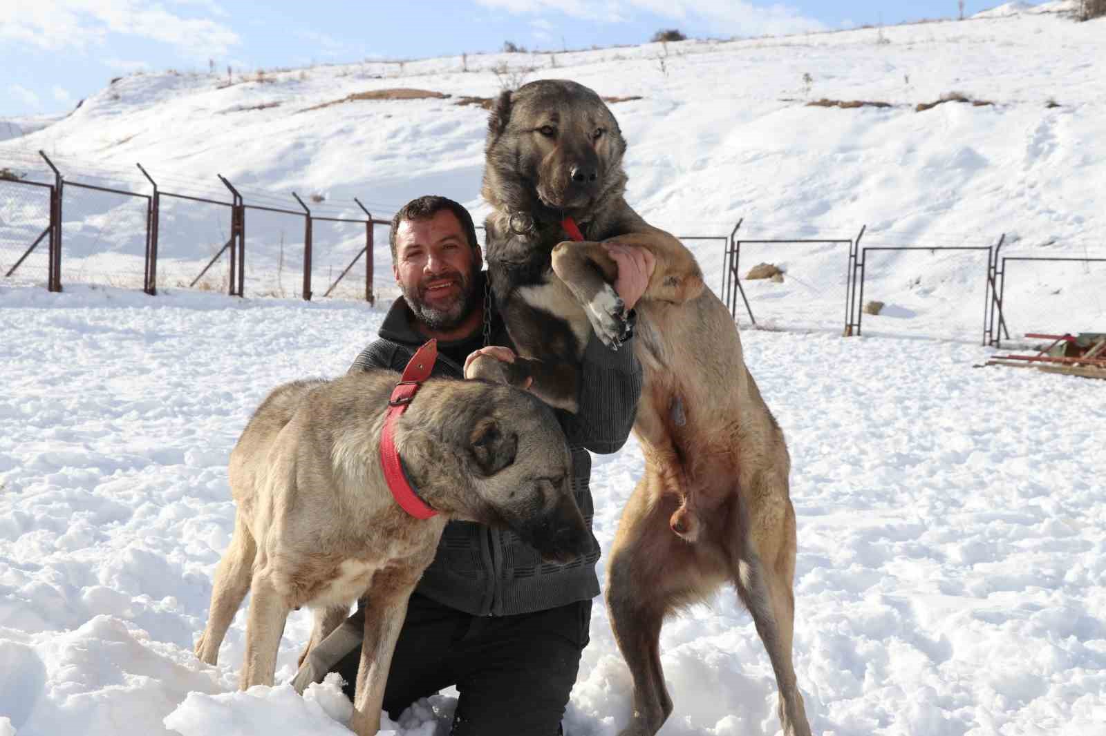 Sivas’ta kar yağdı, kangallar özüne döndü
