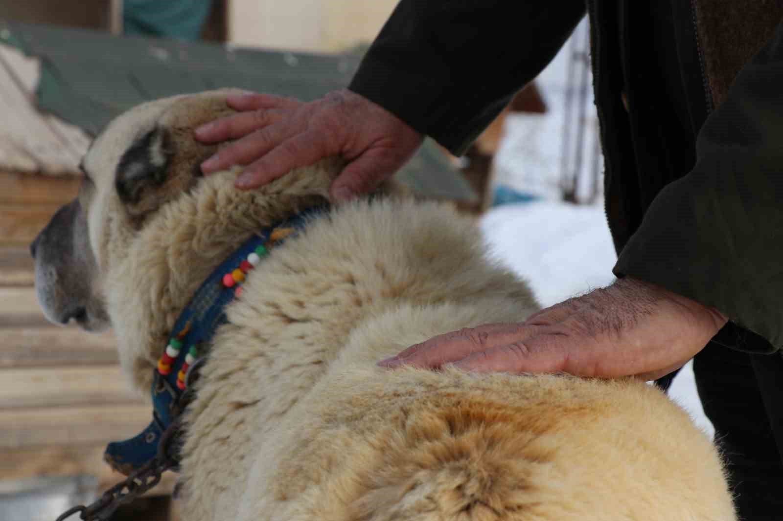 Sivas’ta kar yağdı, kangallar özüne döndü
