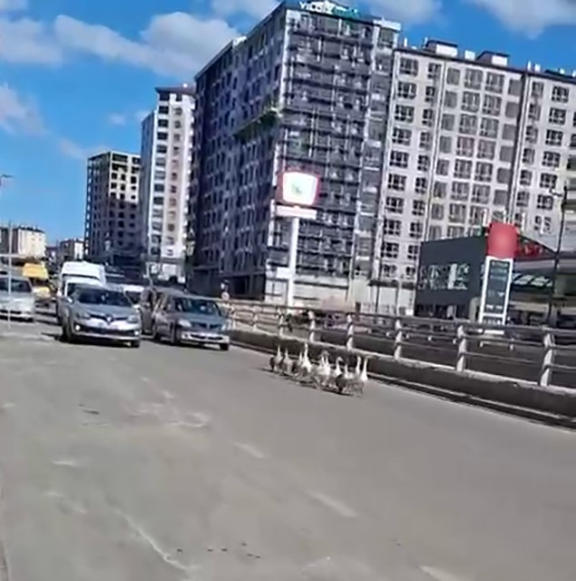 Sivas’ta kazların geçidi böyle görüntülendi
