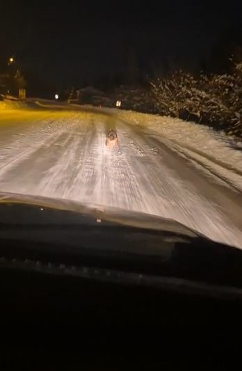 Sivas’ta kurtlar tedirgin etmeye başladı
