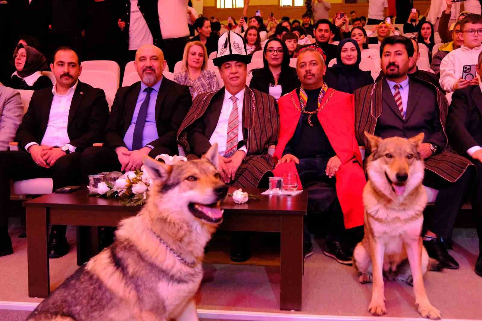 Sivas’ta Nevruz kutlamalarında renkli görüntüler: Sahneye kurtlar çıktı, şahin havada uçtu
