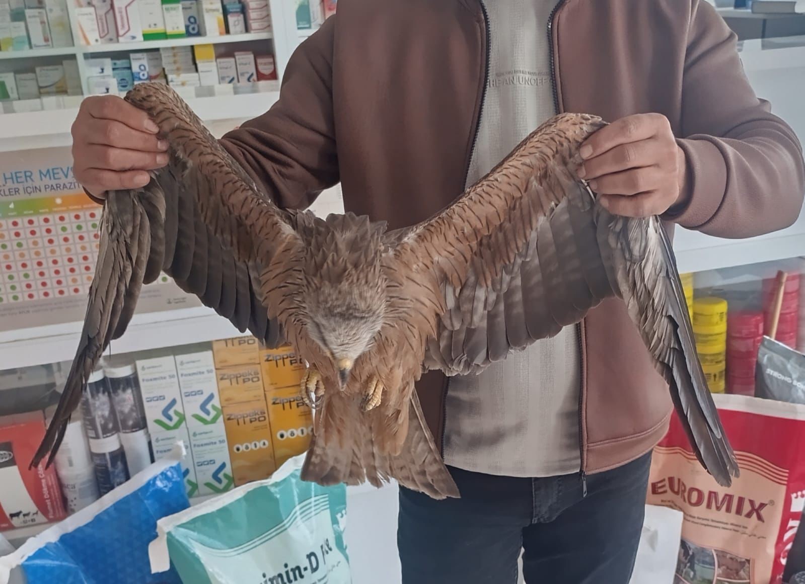 Sivas’ta yaralı bulunan Kızıl şahin koruma altına alındı
