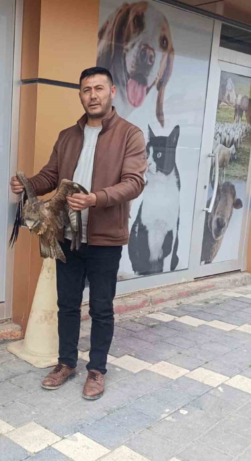 Sivas’ta yaralı bulunan Kızıl şahin koruma altına alındı
