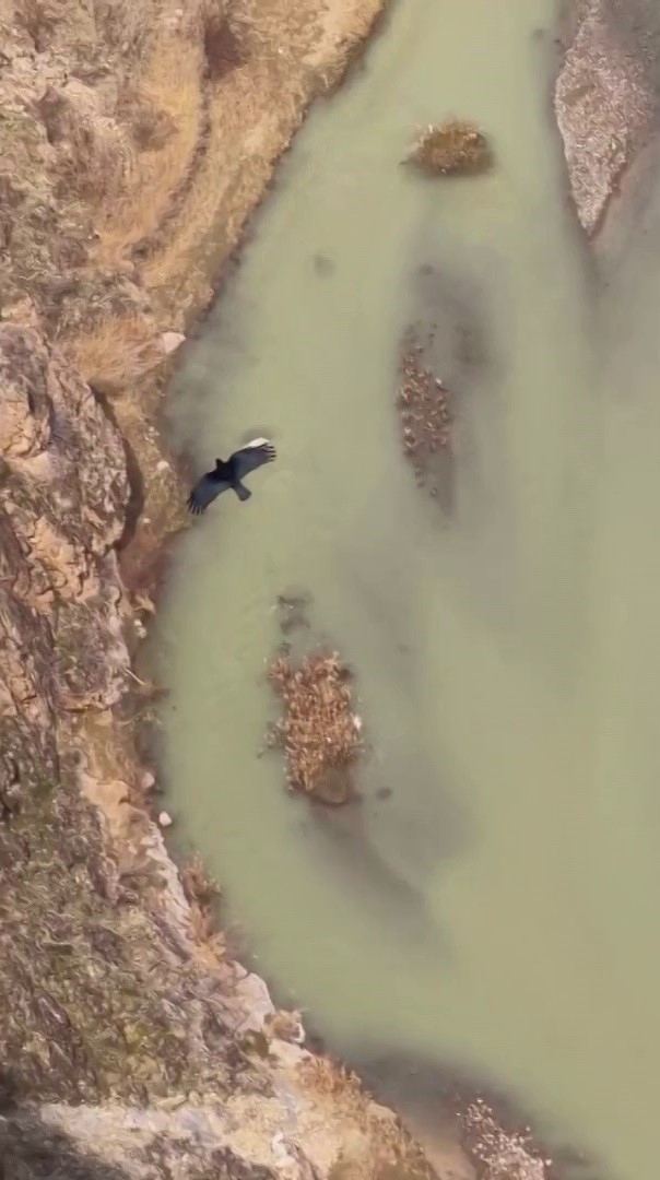 Sivas’taki vahşi yaşam, Milli Parklar kamerasına yansıdı
