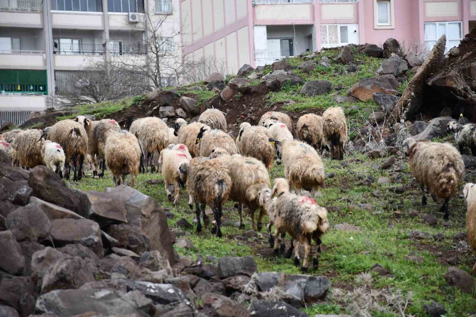 Siverek’te sağanak sonrası derede mahsur kalan çoban ve koyun sürüsü kurtarıldı
