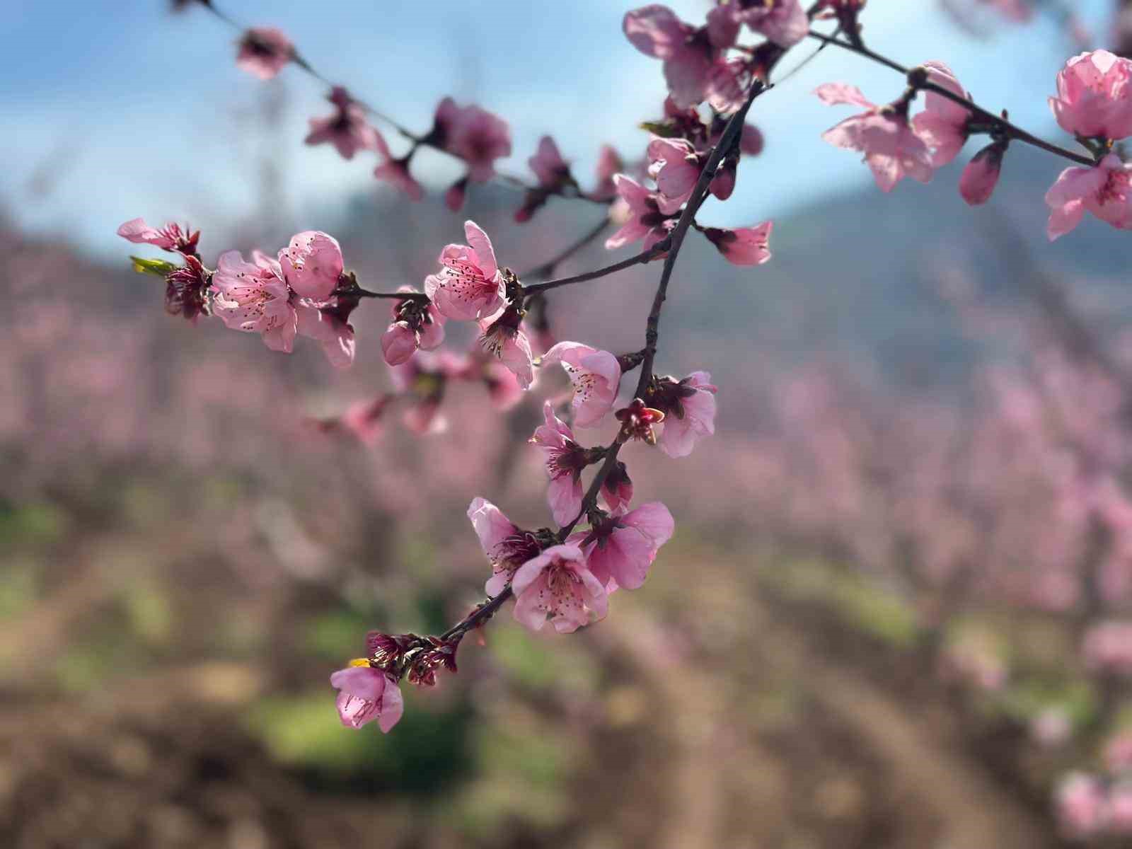 Siyahların ardında açan pembe şeftali çiçekleri
