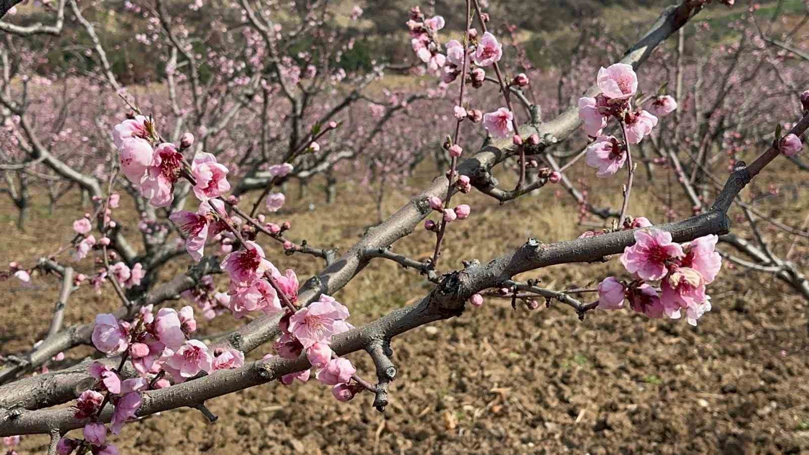 Siyahların ardında açan pembe şeftali çiçekleri
