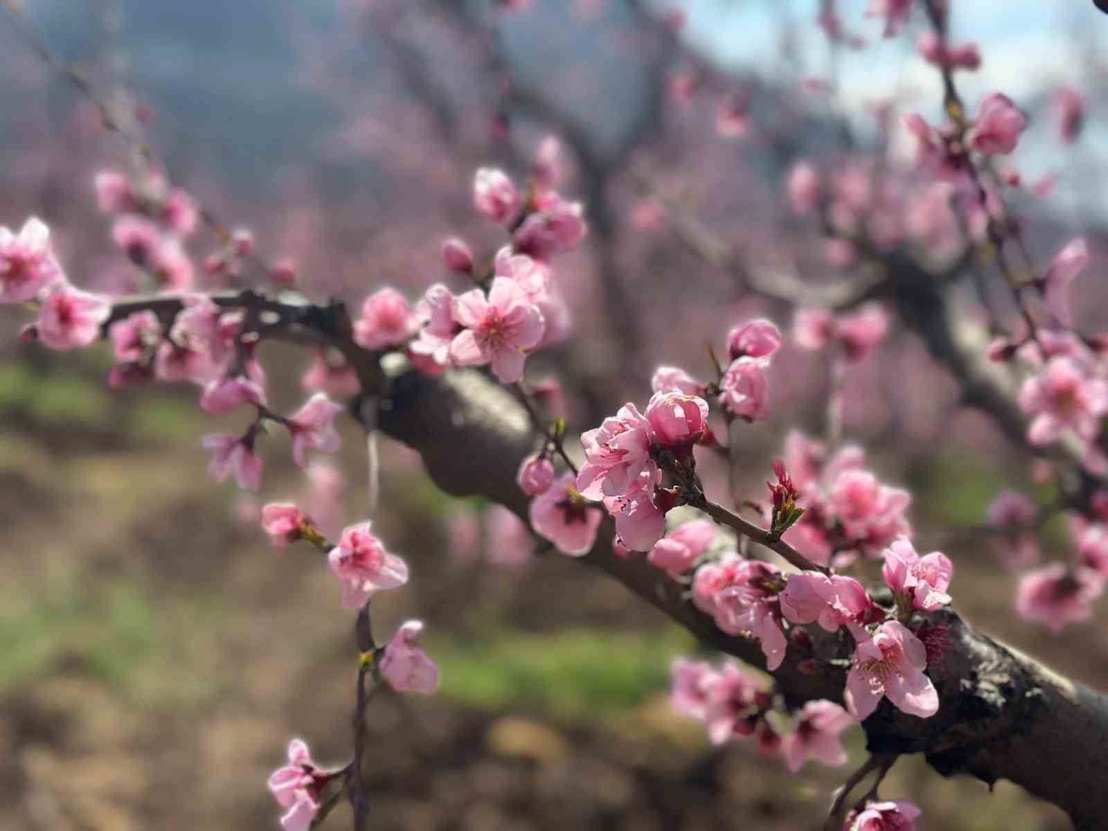 Siyahların ardında açan pembe şeftali çiçekleri

