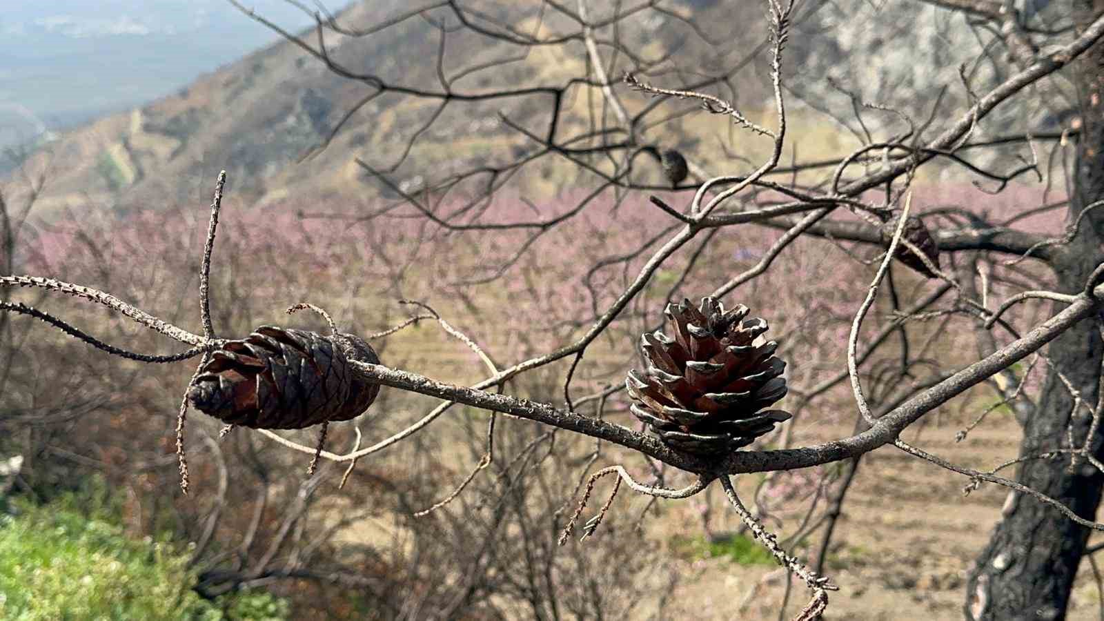 Siyahların ardında açan pembe şeftali çiçekleri
