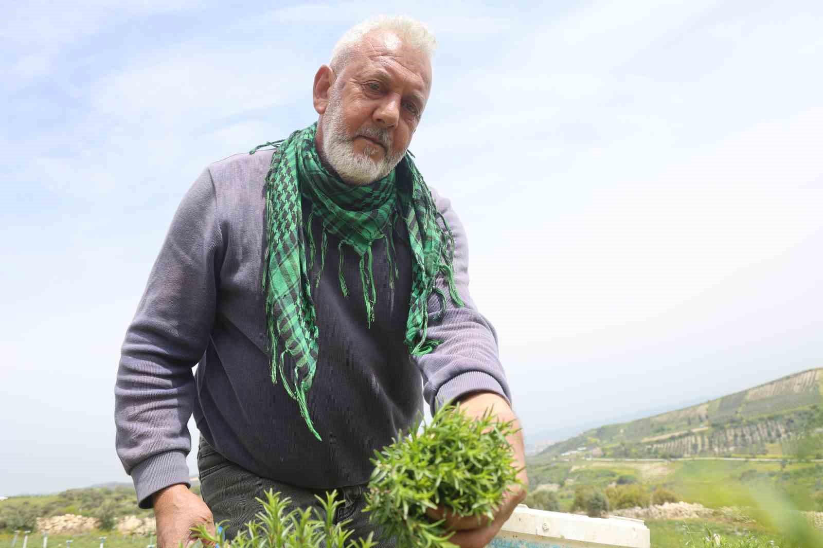 Sofraların vazgeçilmezi zahterde bereketli hasat
